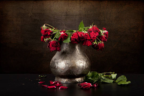 Bouquet of dead red roses in vase with dark background